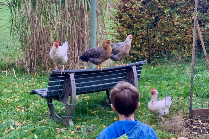 Ein Junge bewegt sich auf eine Gruppe von Hühern zu