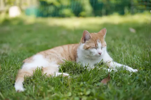 Yoda resting a cat resting on on grass in the garden